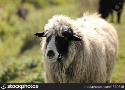 Portrait of a spring lamb. Free-range farming, sustainable farming. lamb on the field. selective focus. Portrait of a spring lamb. Free-range farming, sustainable farming. lamb on the field. selective focus.