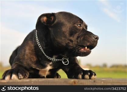 portrait of a staffordshire bull terrier angry and laid down