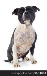 portrait of a staffordshire bull terrier in front of white background