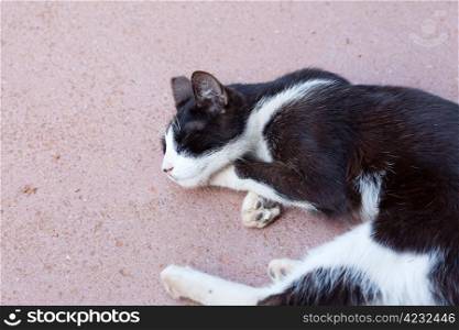 portrait of a street cat outdoor