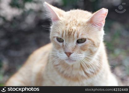 portrait of a street cat outdoor