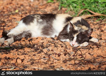 portrait of a street cat outdoor