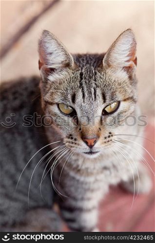Portrait of a striped cat outdoor