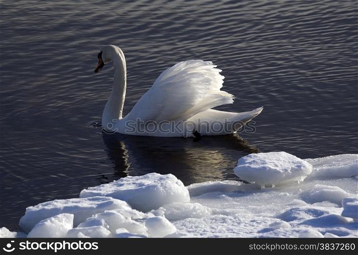 Portrait of a swan. Water background
