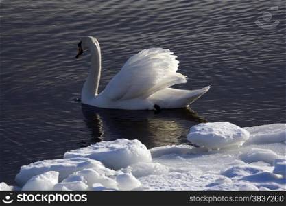 Portrait of a swan. Water background
