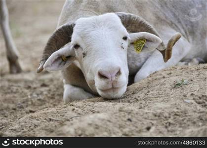 Portrait of a Tarasconnais sheep