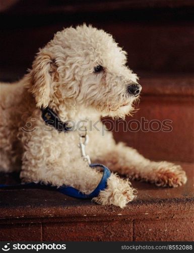 Portrait of a toy poodle breed dog
