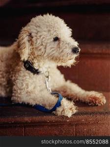 Portrait of a toy poodle breed dog