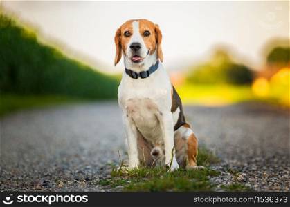 Portrait of a tricolor beagle dog in nature sitting on rural road, looking at camera. Dog background. Portrait of a beagle dog in nature sitting on rural road, looking at camera.