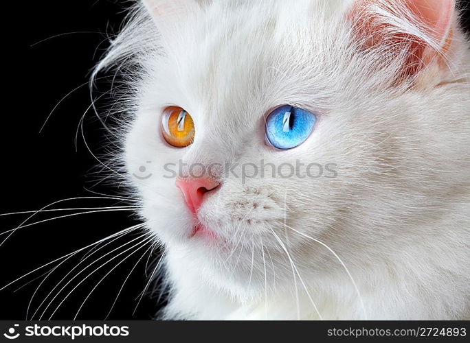 Portrait of a varicoloured eyes white cat...