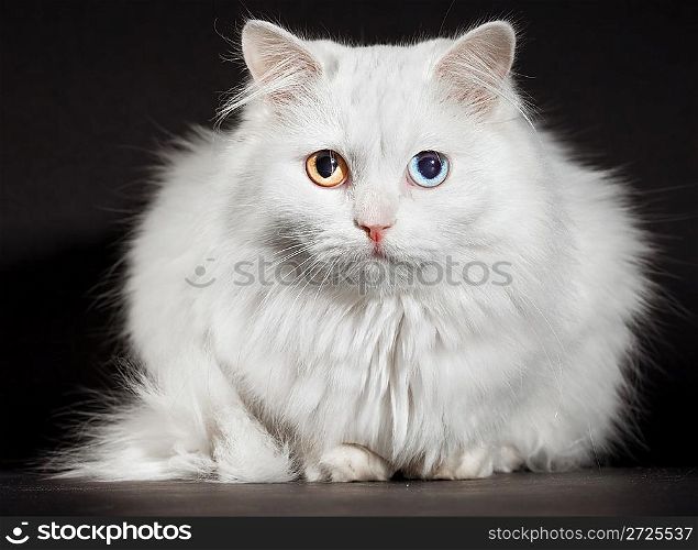 Portrait of a varicoloured eyes white cat...