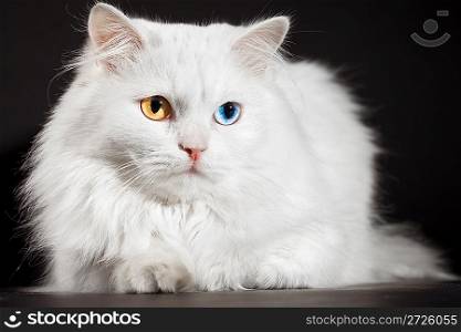 Portrait of a varicoloured eyes white cat...