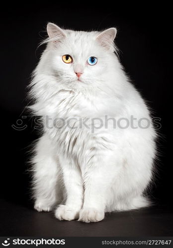 Portrait of a varicoloured eyes white cat...