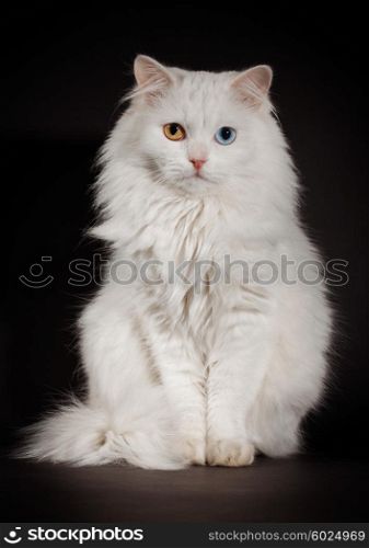 Portrait of a varicoloured eyes white cat