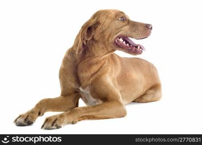 portrait of a vizsla in front of white background
