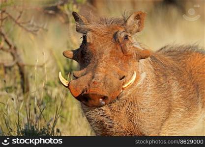Portrait of a warthog (Phacochoerus africanus) in natural habitat, South Africa
