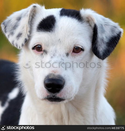 Portrait of a white and black dog with brown eyes