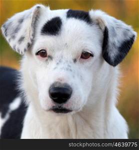 Portrait of a white and black dog with brown eyes