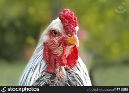 portrait of a white and black rooster on green background