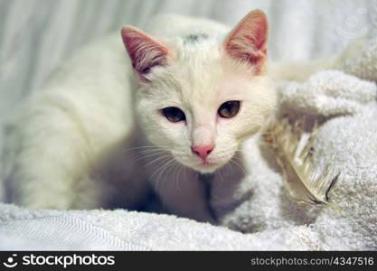portrait of a white cat and his toy a feather