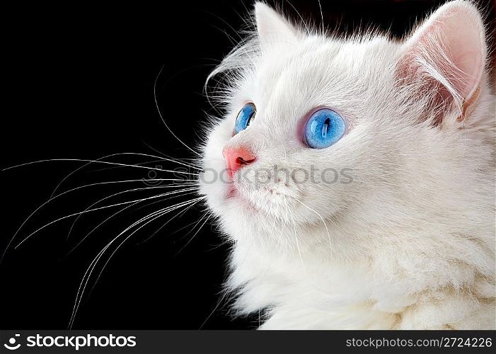 Portrait of a white cat on a black background...