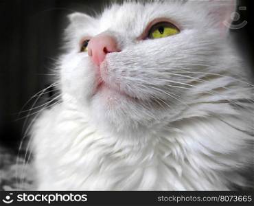 Portrait of a white cat with green eyes looking up, close-up