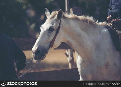 Portrait of a white horse in farm