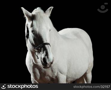Portrait of a white horse, isolated on black background