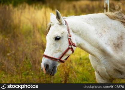 Portrait of a white horse on a meadow, October day