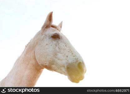 Portrait of a white horse with a blue sky of background