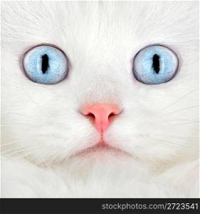 Portrait of a white kitten ...