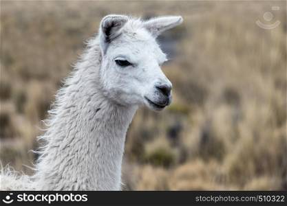 portrait of a white lama close-up