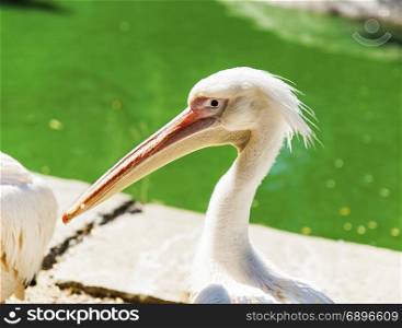 portrait of a white pelican on a pond on a summer day, close up