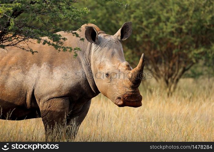 Portrait of a white rhinoceros (Ceratotherium simum) in natural habitat, South Africa
