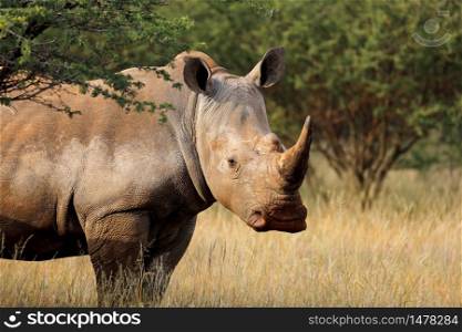 Portrait of a white rhinoceros (Ceratotherium simum) in natural habitat, South Africa
