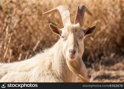 Portrait of a white Saanen billy goat staring at the camera with brown dry long grass behind.
