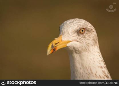 Portrait of a white seagull with yellow peak