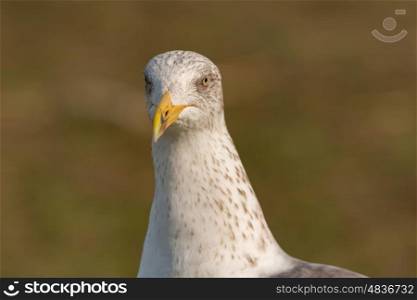Portrait of a white seagull with yellow peak