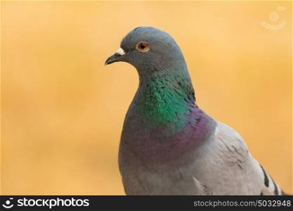 Portrait of a wild dove with beautiful feathers green and grey