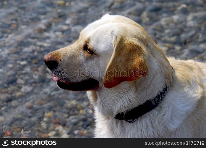 Portrait of a yellow lab