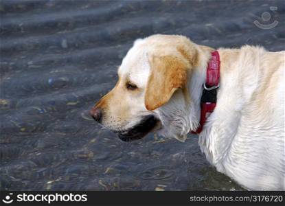 Portrait of a yellow lab standing in water, profile