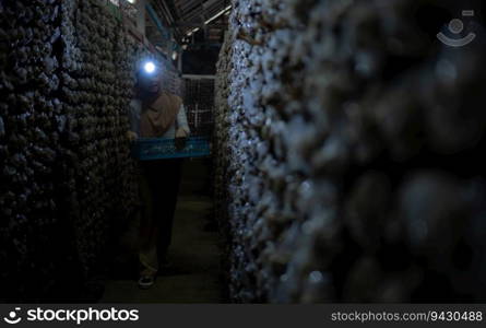 Portrait of a young asian muslim woman working at a mushroom factory, Picking mature of mushrooms in mushroom house.