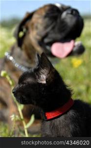 portrait of a young black cat with a boxer in a blackground. focus on the cat
