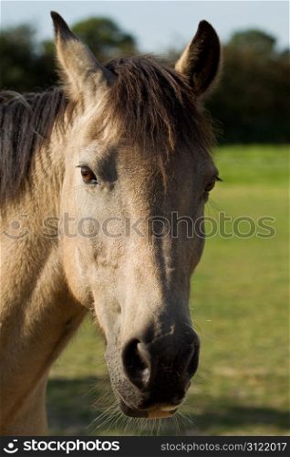 Portrait of a young, dun coloured Connemara pony