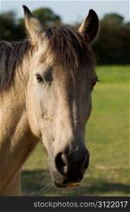 Portrait of a young, dun coloured Connemara pony