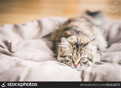 Portrait of a young fluffy Siberian cat