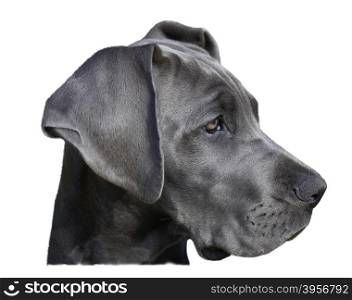 Portrait of a young great dane. Isolated on a white background