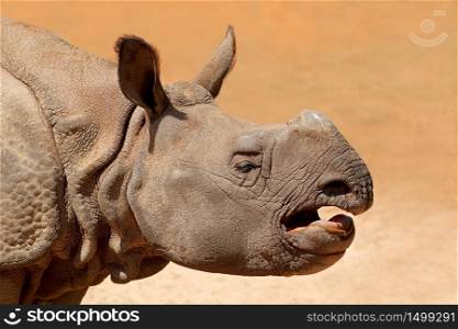 Portrait of a young Indian rhinoceros (Rhinoceros unicornis)