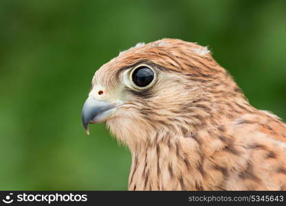 Portrait of a young kestrel with a beautiful plumage
