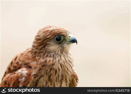 Portrait of a young kestrel with a beautiful plumage